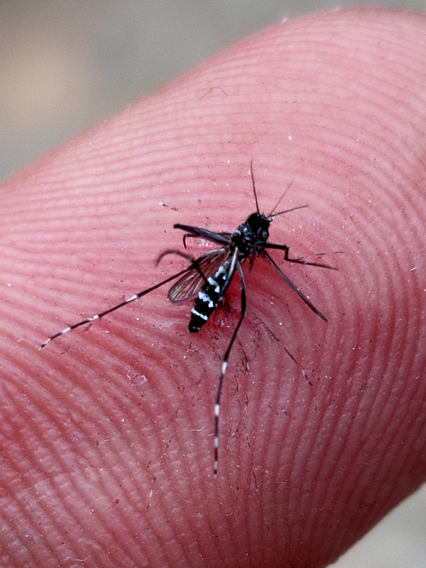 Dengue and malaria prevention — rural India awareness